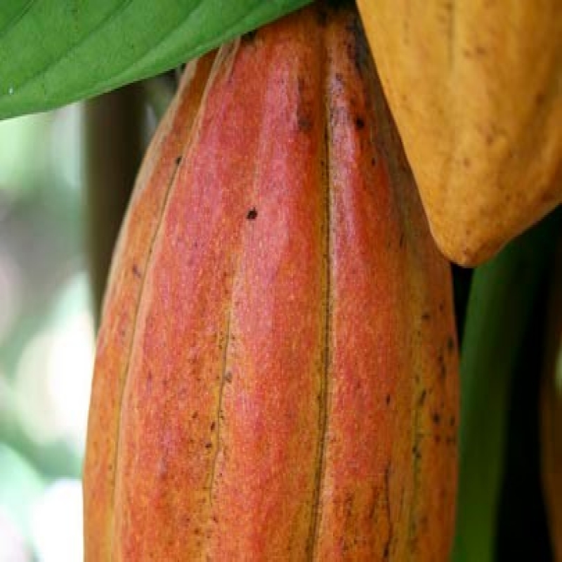 Burro di Cacao in scaglie La Saponaria