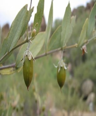 Olio di jojoba