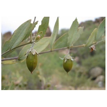 Olio di jojoba