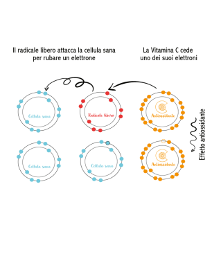 Azione della Vitamina C sui radicali liberi