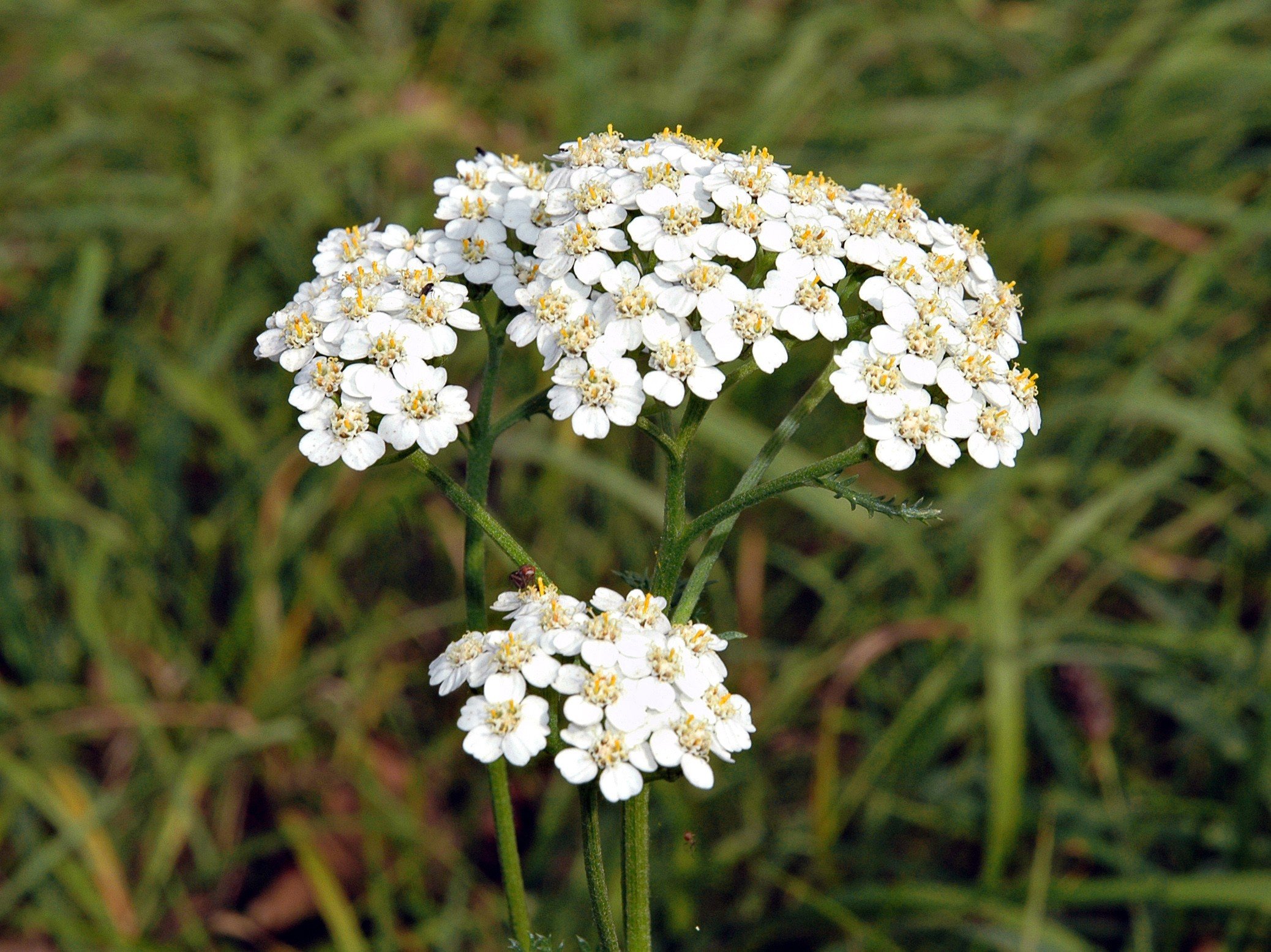 Achillea Millefoglie