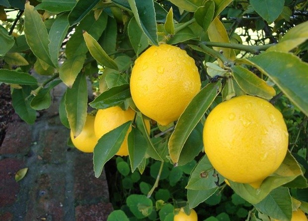 Limone