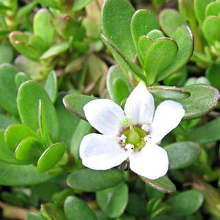 Bacopa