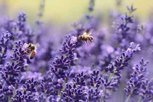 Ingredienti sicuri e naturali la saponaria
