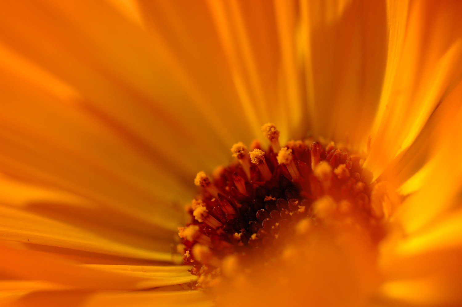 Calendula