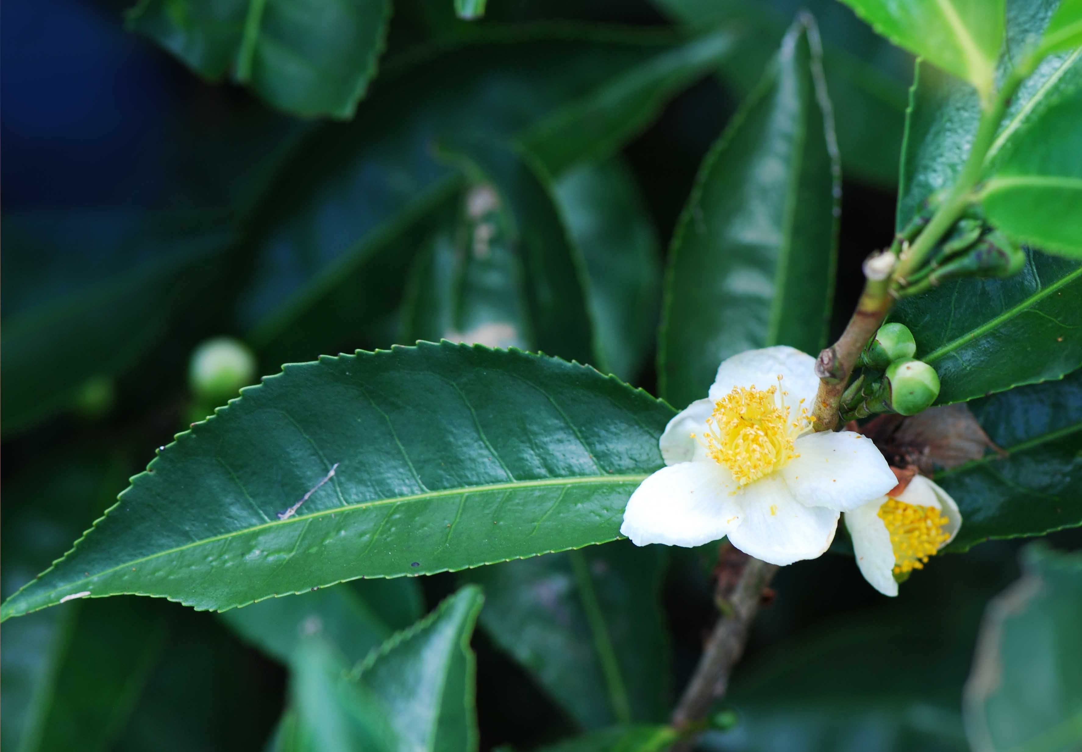 Camellia Sinensis Leaf Extract