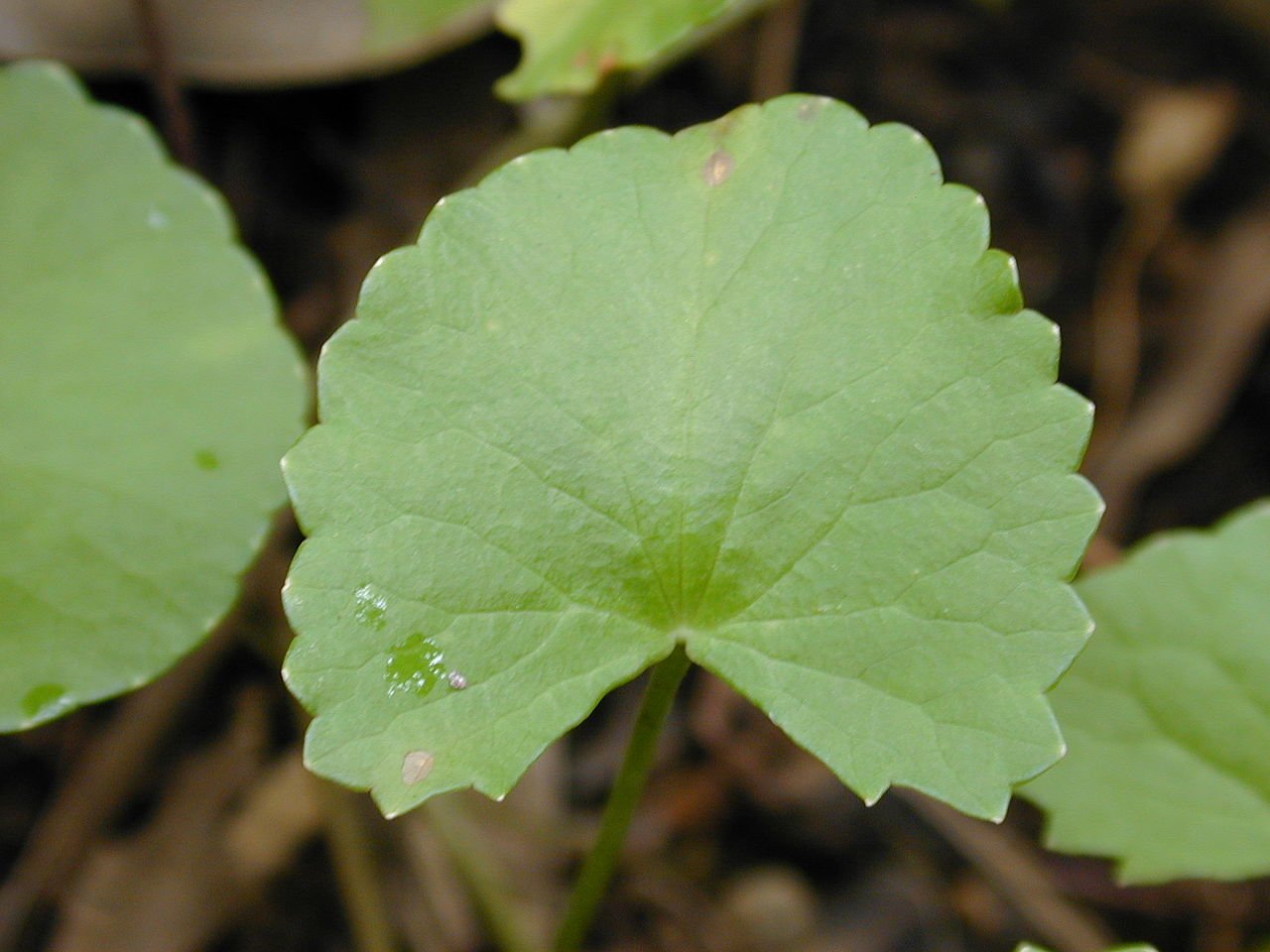 Estratto di Centella Asiatica