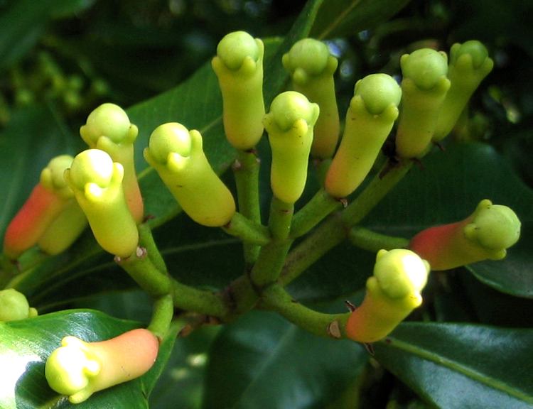 Olio essenziale di Chiodi di Garofano - La Saponaria