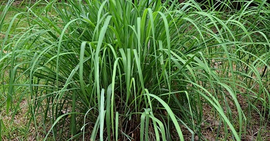 Citronella