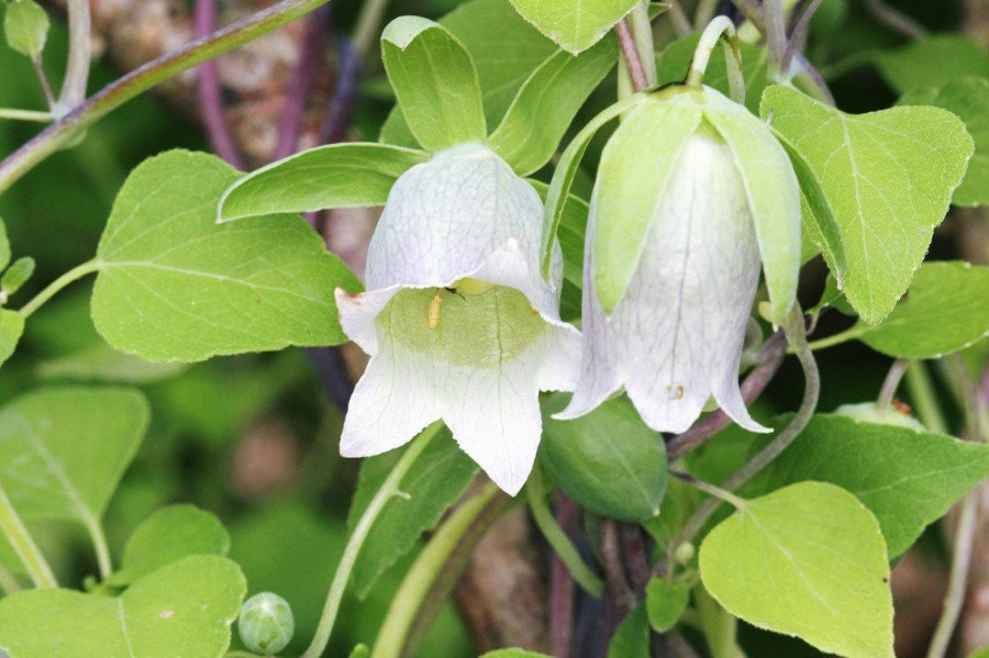 Codonopsis pilosula