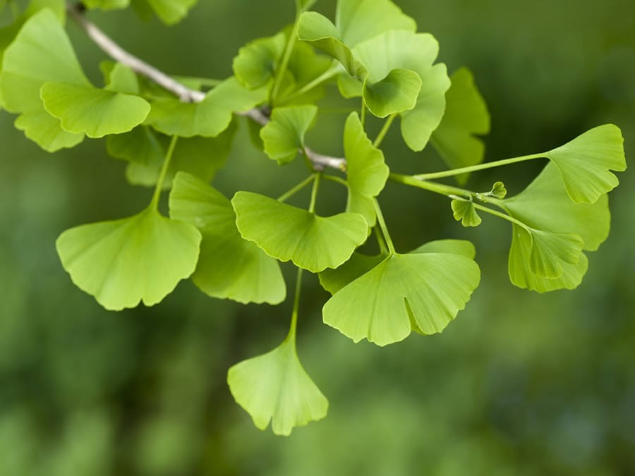 Estratto di Ginkgo Biloba