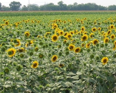 Helianthus Annuus Seed Oil