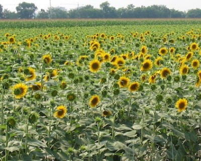 Helianthus Annuus Seed Oil Unsaponifiables