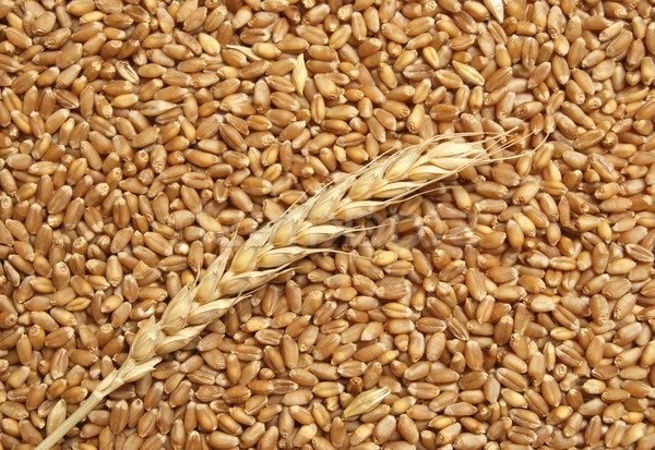 Estratti Enzimatici di Crusca di Grano biologica