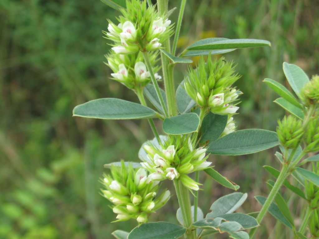 Lespedeza