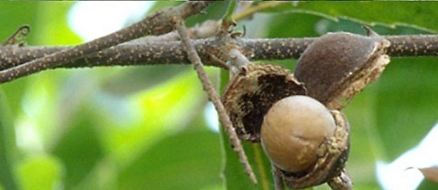 Olio di Macadamia