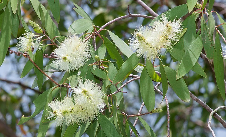 Olio essenziale di Tea Tree Bianco