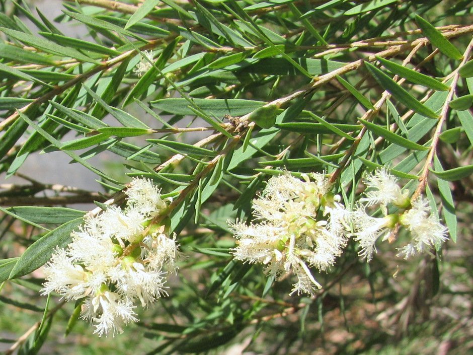 Olio essenziale di Melaleuca