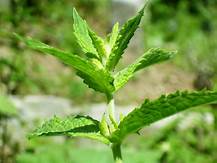 Menta Crespa Spicata