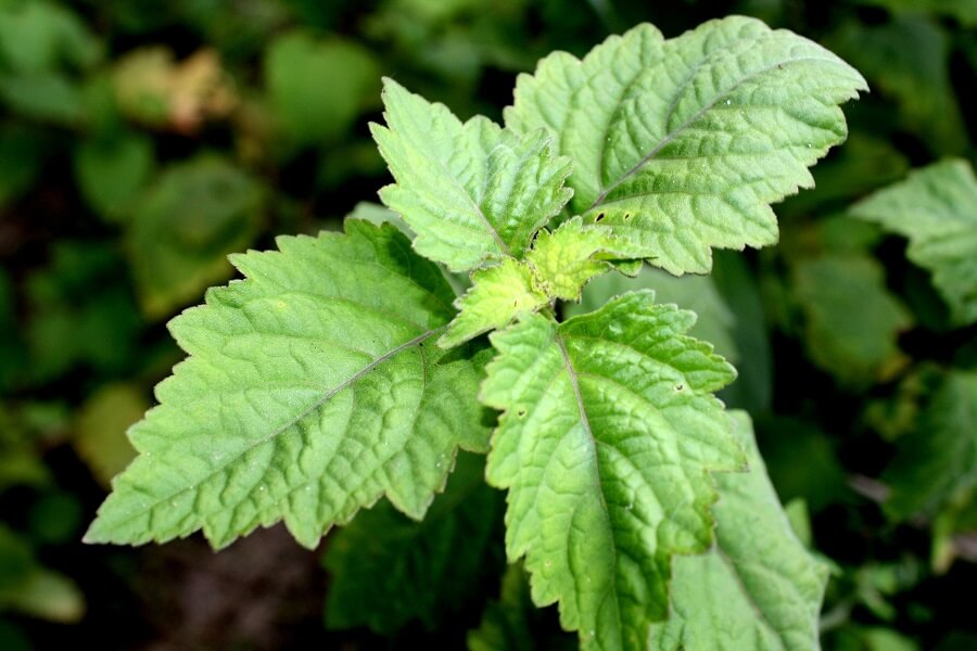 Olio essenziale di Patchouli