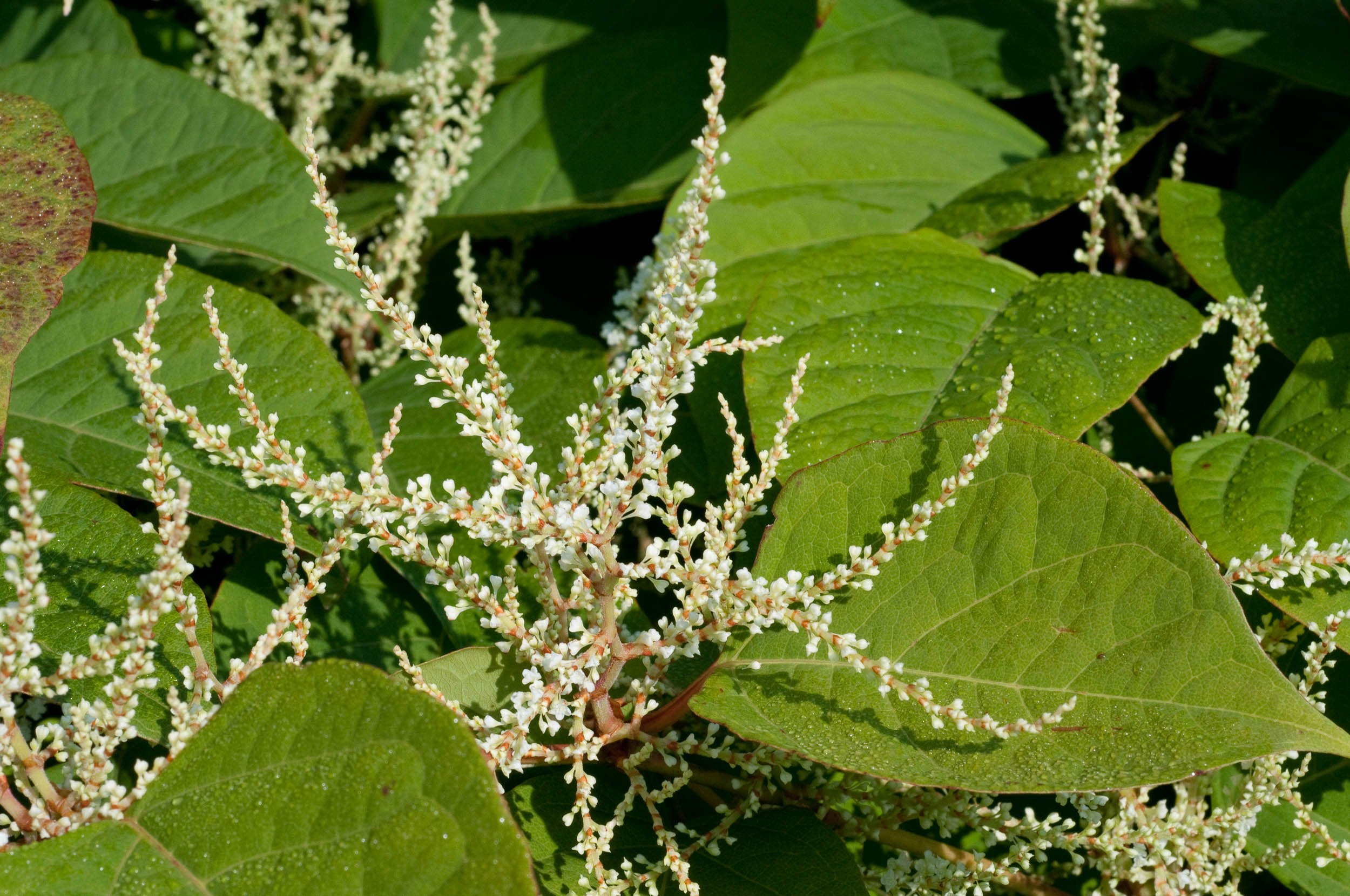 Polygonum Cuspidatum Extract