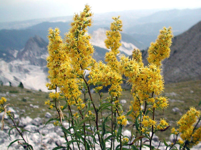 Estratto di Solidago