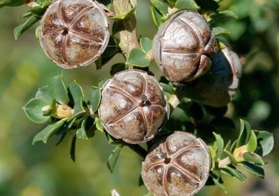 Melaleuca Alternifolia Leaf Oil*